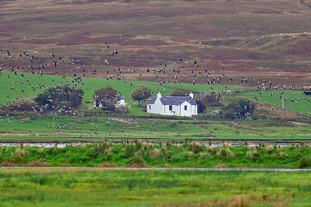 Picture of a large number of Barnacle Geese flying past a cottage at the top of a sea loch