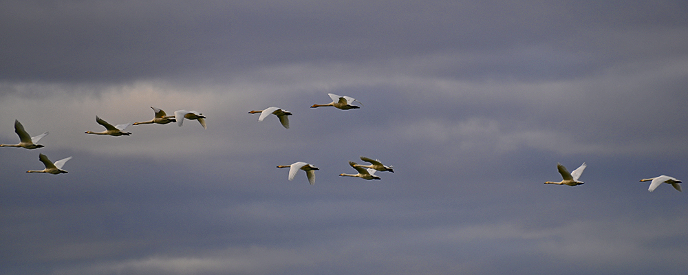 Picture of 12 Whooper Swans in flight under a cloudy sky