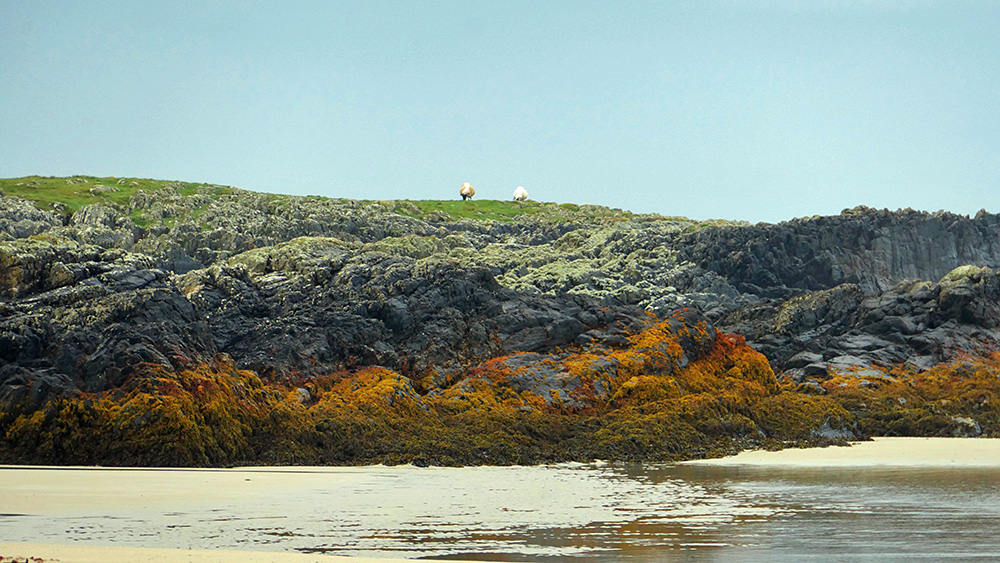 Picture of two sheep grazing on grass above rocks at the end of a beach