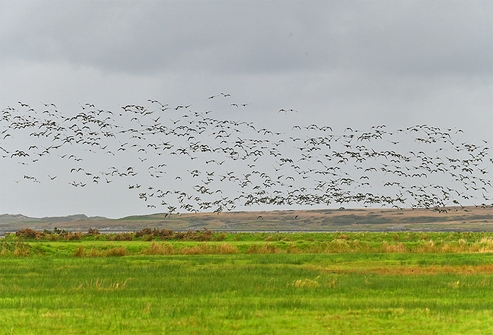 Picture of a good number of Barnacle Geese flying up after having been spooked by something