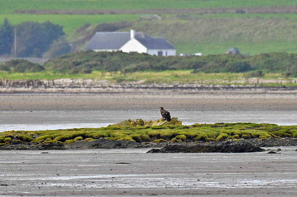 Picture of a Golden Eagle sitting on a rocky outcrop in a sea loch at low tide
