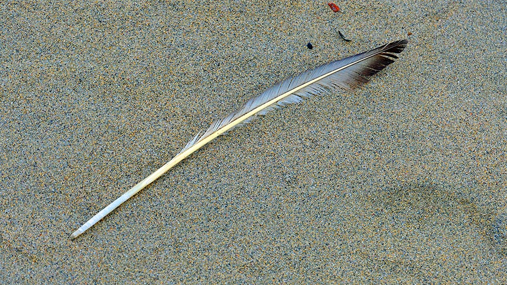 Picture of a feather on a beach