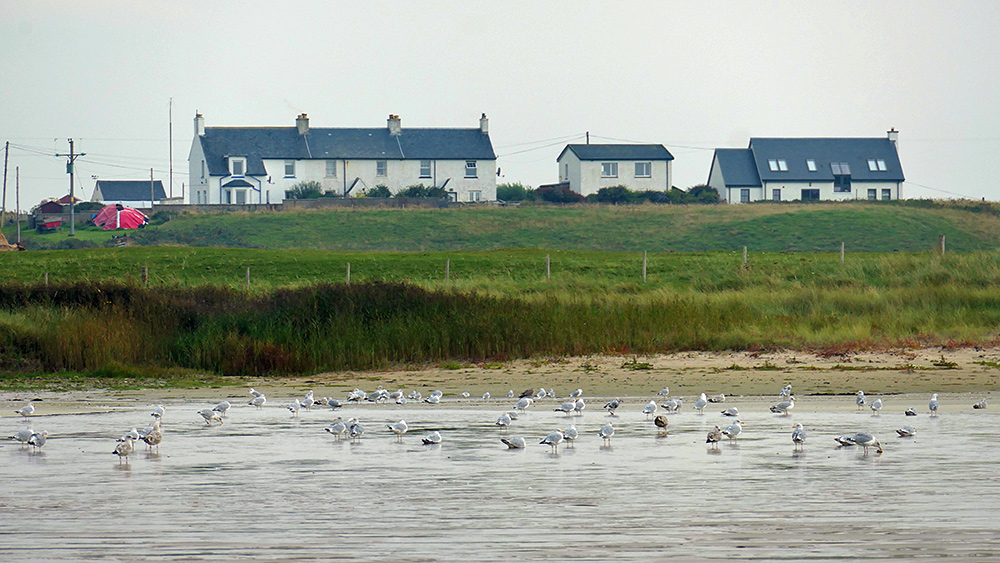 Picture of various gulls on a beach, some cottages on the top of dunes behind