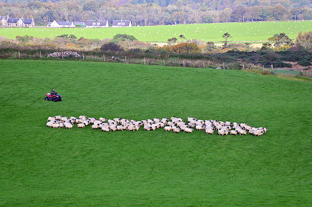 Picture of sheep being herded by a farmer on their quadbike