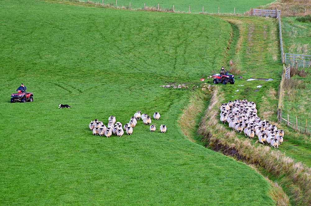 Picture of sheep being herded by two farmers on their quadbikes and their dog