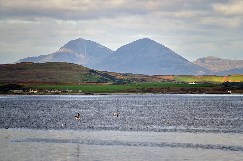 Picture of two mountains behind some lower hills along the shore of a sea loch, various birds on and above the loch
