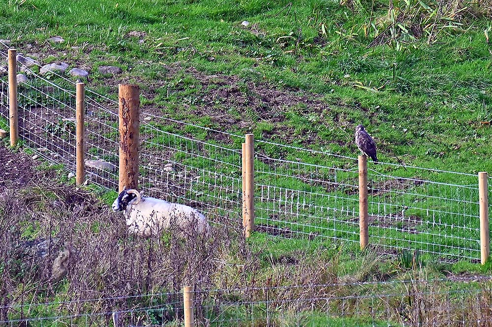 Picture of a sheep lying next to a fence with a Buzzard sitting on a fence pole