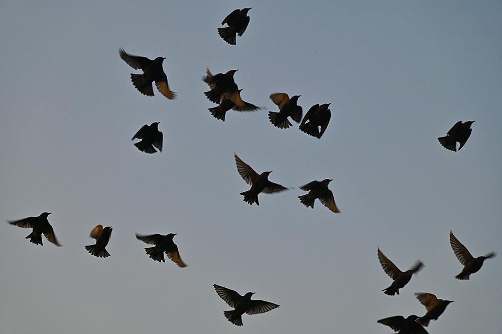 Picture of some Starlings in flight on a sunny September evening
