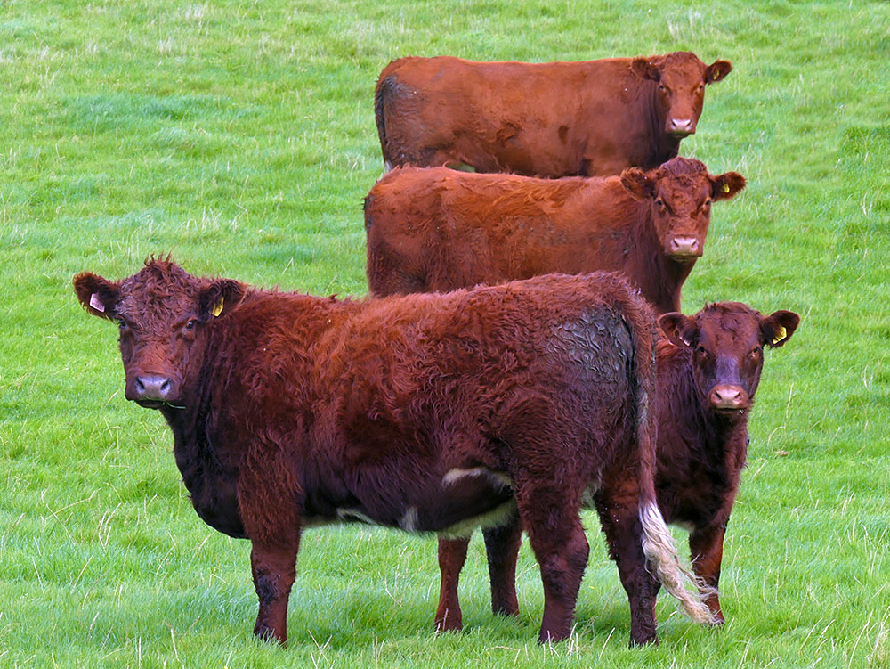 Picture of 4 cows watching the photographer intently