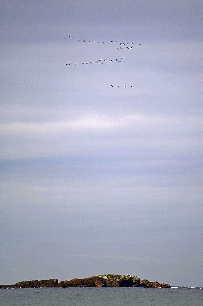 Picture of a small flock flying high over a small rocky outcrop