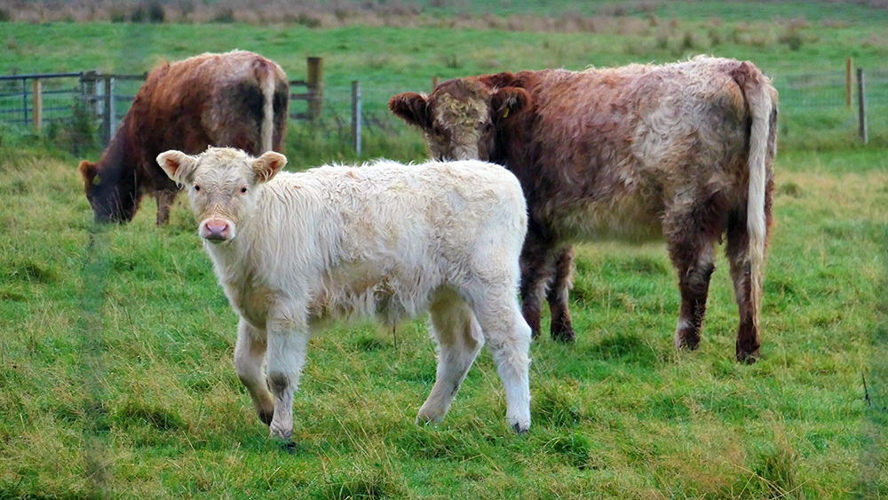 Picture of calf with two cows in the background