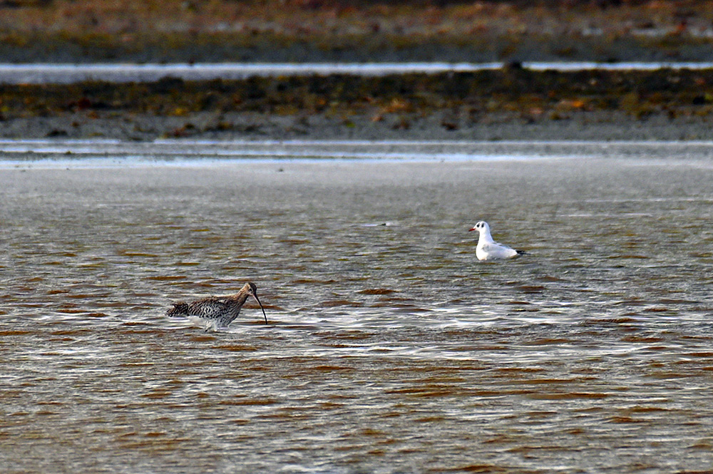 Picture of a Curlew and a gull in shallow water at the top of a sea loch