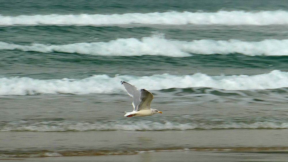 Picture of a Herring Gull flying above the surf approaching a beach
