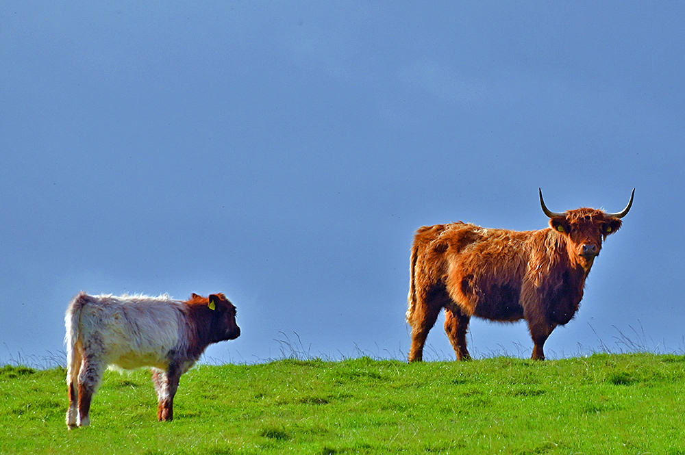 Picture of a Highland cow on the crest of a hill, a calf standing a bit further down