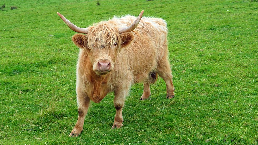 Picture of a photogenic Highland Cow posing for the photographer