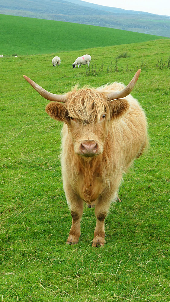 Picture of a Highland cow posing for the photographer