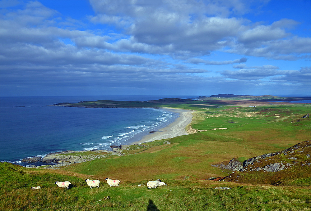 Picture of a bay with a long sandy beach, seen from the top of a hill. Some sheep in the foreground