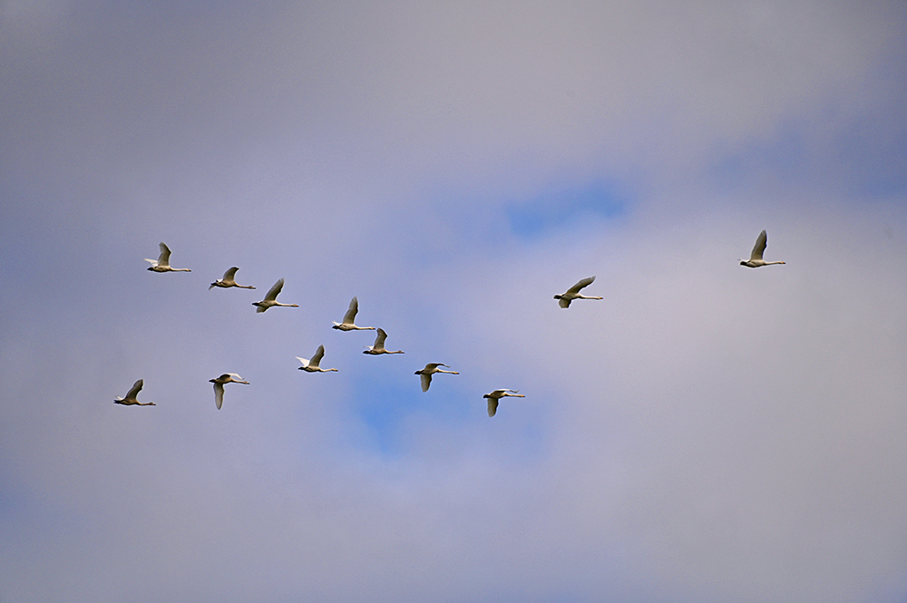 Picture of 12 Whooper Swans in flight under a mostly cloudy sky