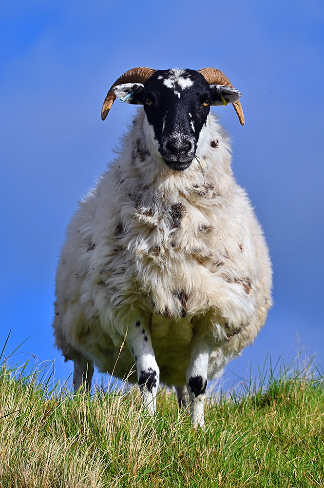 Picture of a sheep looking down from a ridge