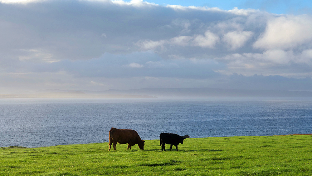 Picture of two cows grazing on a field near a sea loch