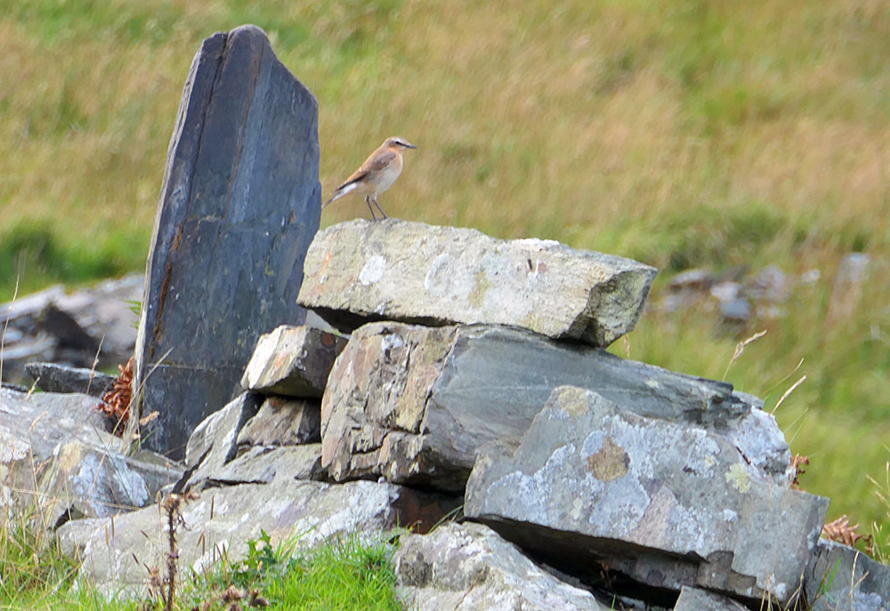 Picture of an old wall, partially collapsed, a bird sitting on top
