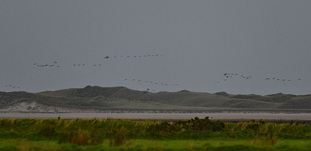 Picture of several skeins of Barnacle Geese flying over some dunes seen across a sea loch