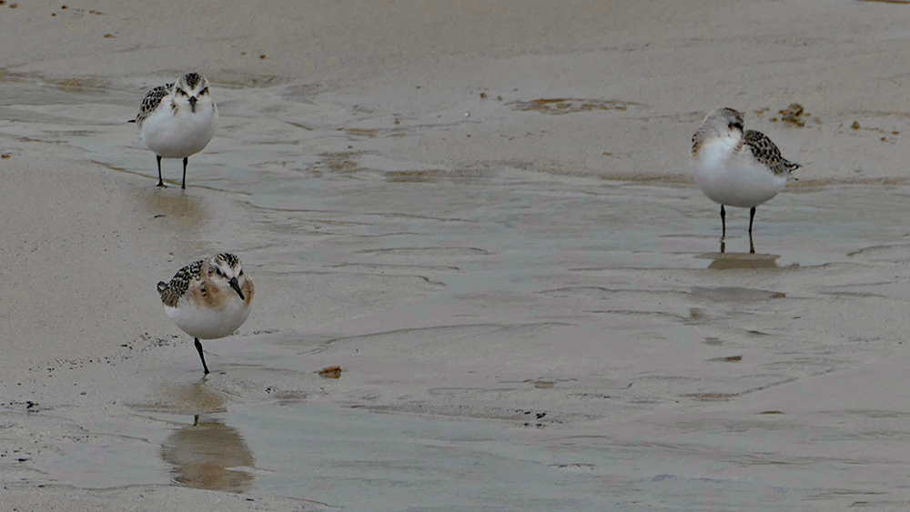Picture of three Sanderlings on a beach