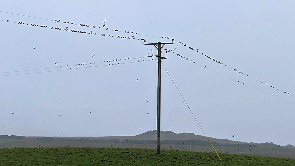 Picture of a good number of Starlings on some overhead lines