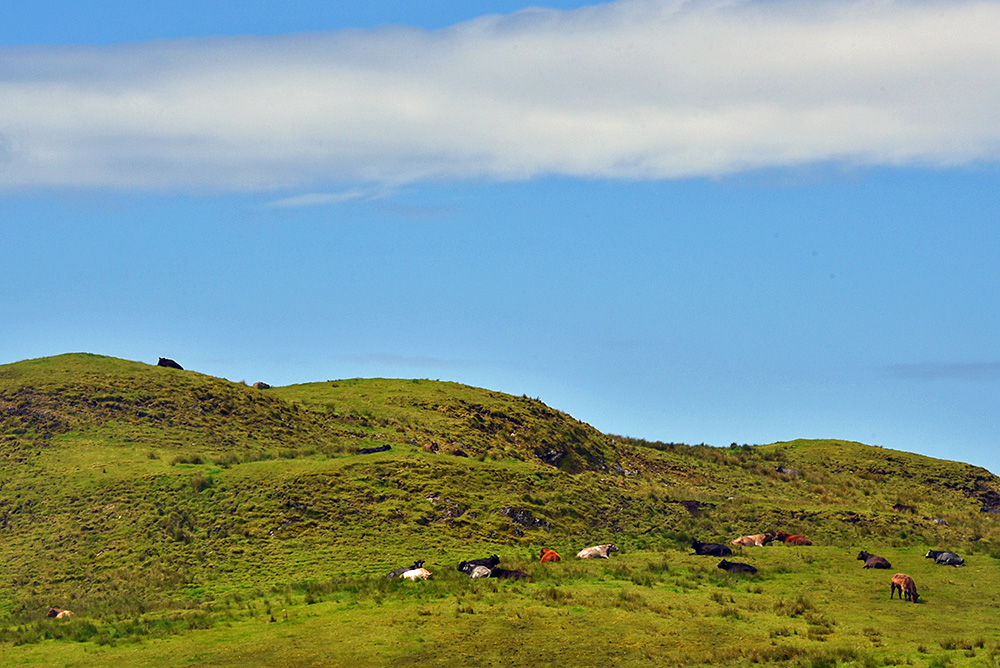 Picture of cattle resting on a hillside on a sunny June day