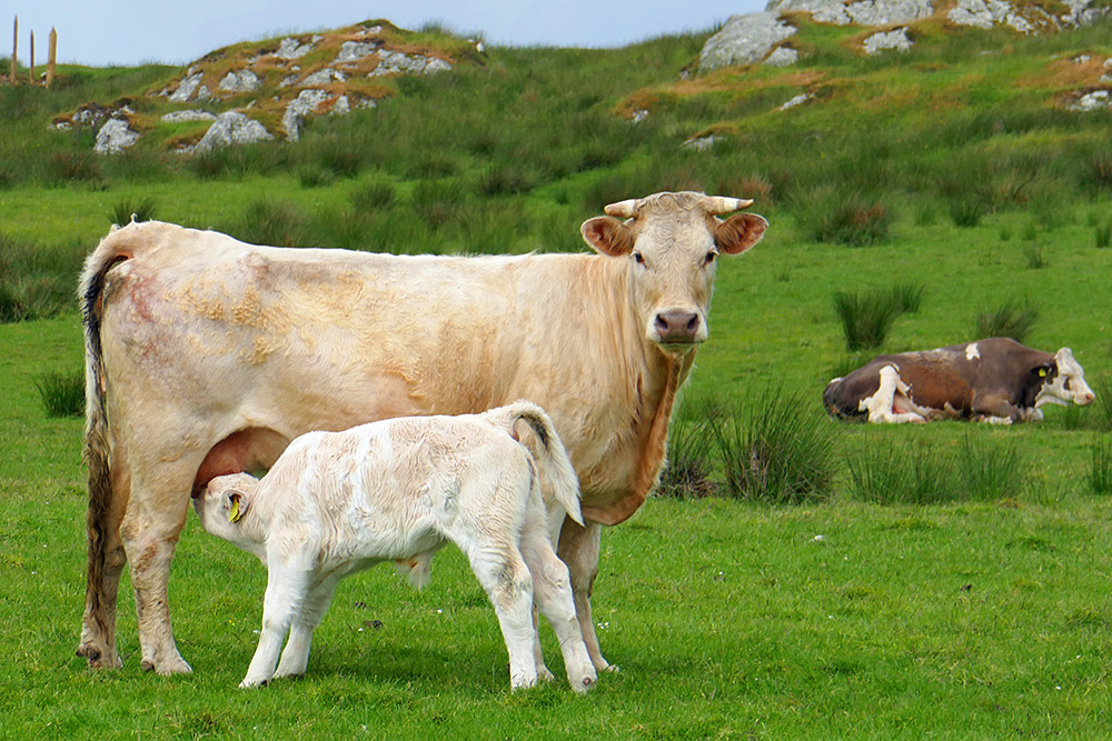 Picture of a calf feeding at its mother cow, another cow lying on the ground in the background