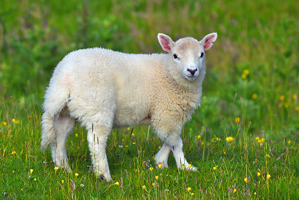 Picture of a young lamb on a machair