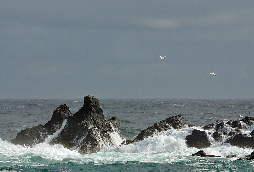 Picture of some ragged rocks with waves washing over them, two Gannets flying over them