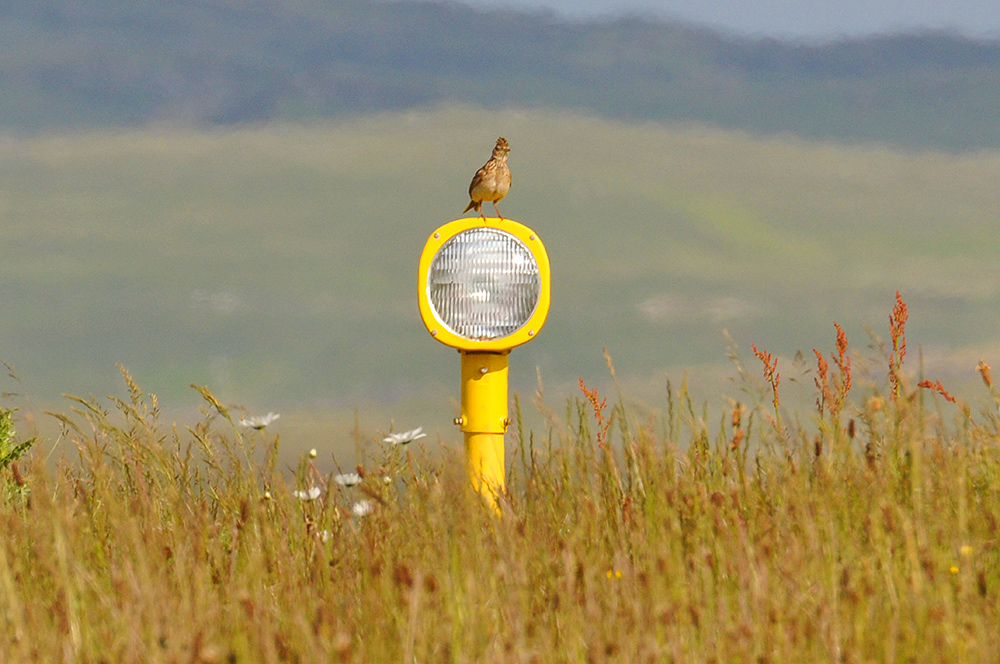 Picture of a Skylark sitting on an airport runway light in high grass