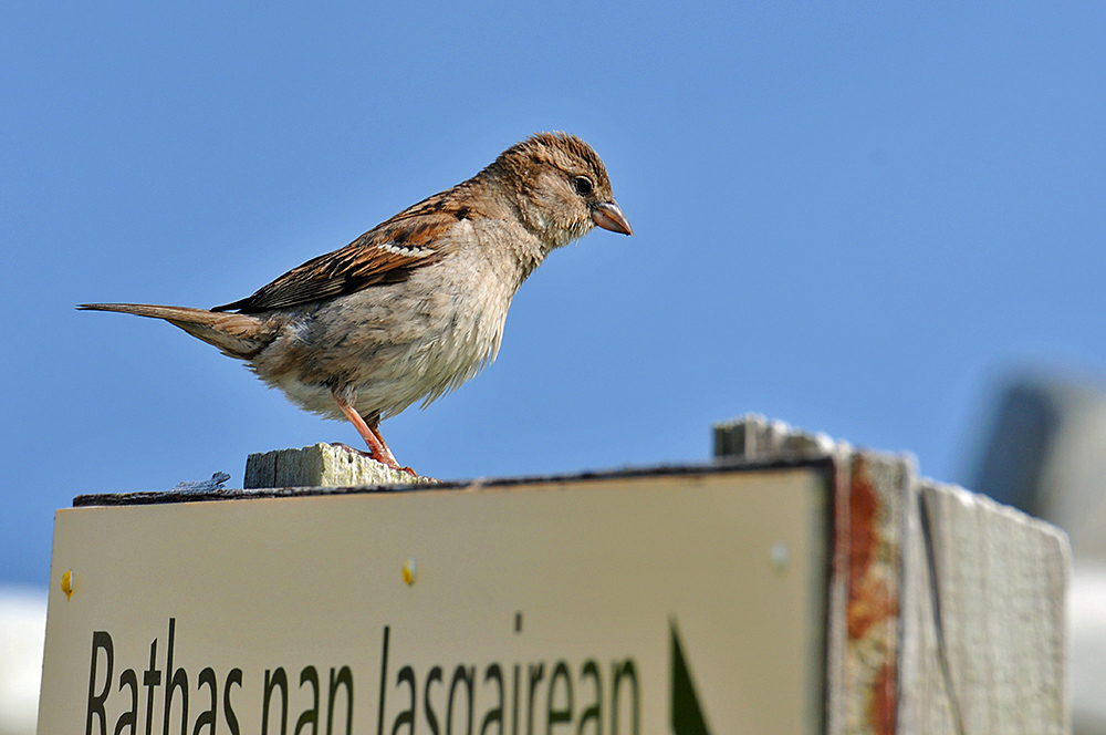 Picture of a Sparrow on a sign reading Rathas nan Lasgairean (coastal path)