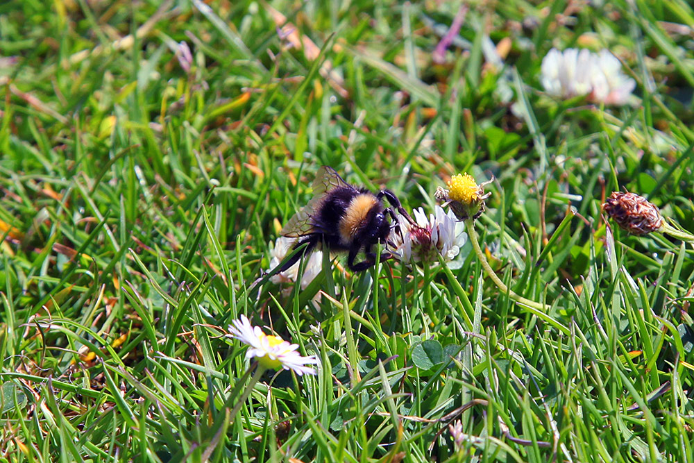 Picture of a Bumblebee on a flower in some low grass