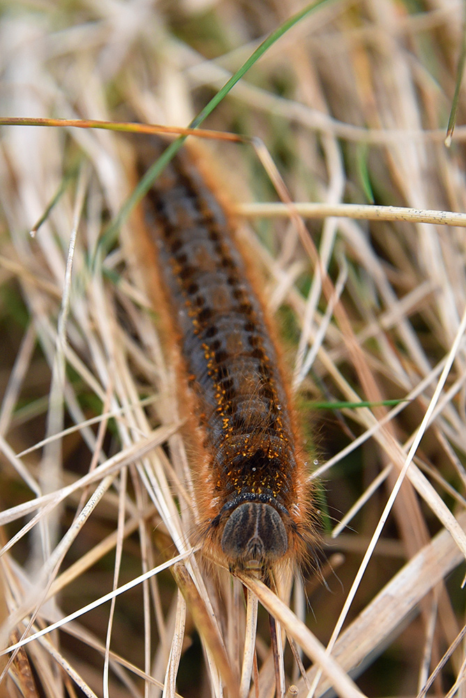 Picture of a large caterpillar in dry grass
