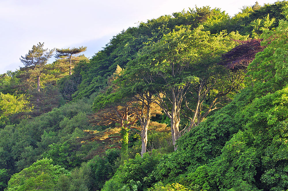 Picture of trees on a hillside in some mild June evening sunlight