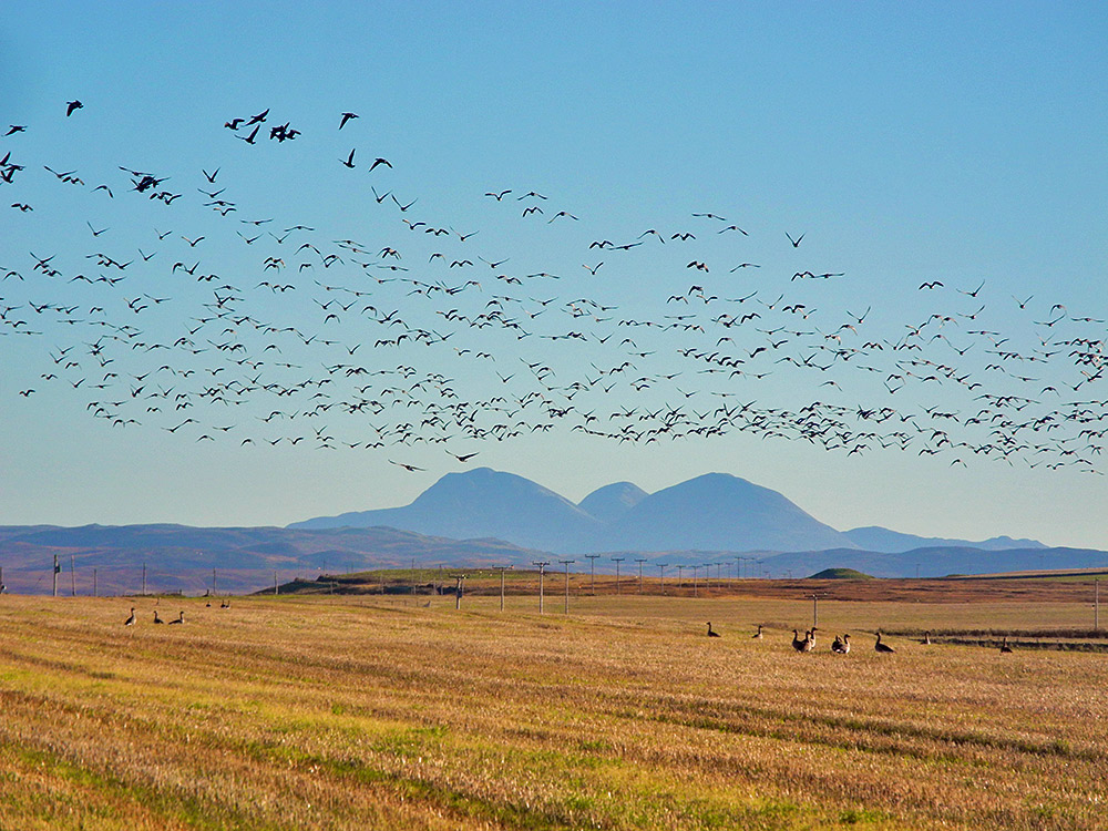 Picture of a large number flying above a stubble field with three distinctive mountains in the distance