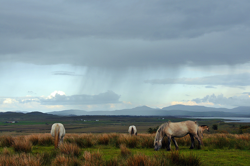 Picture of three horses and a foal grazing in a field with a rain shower in the background