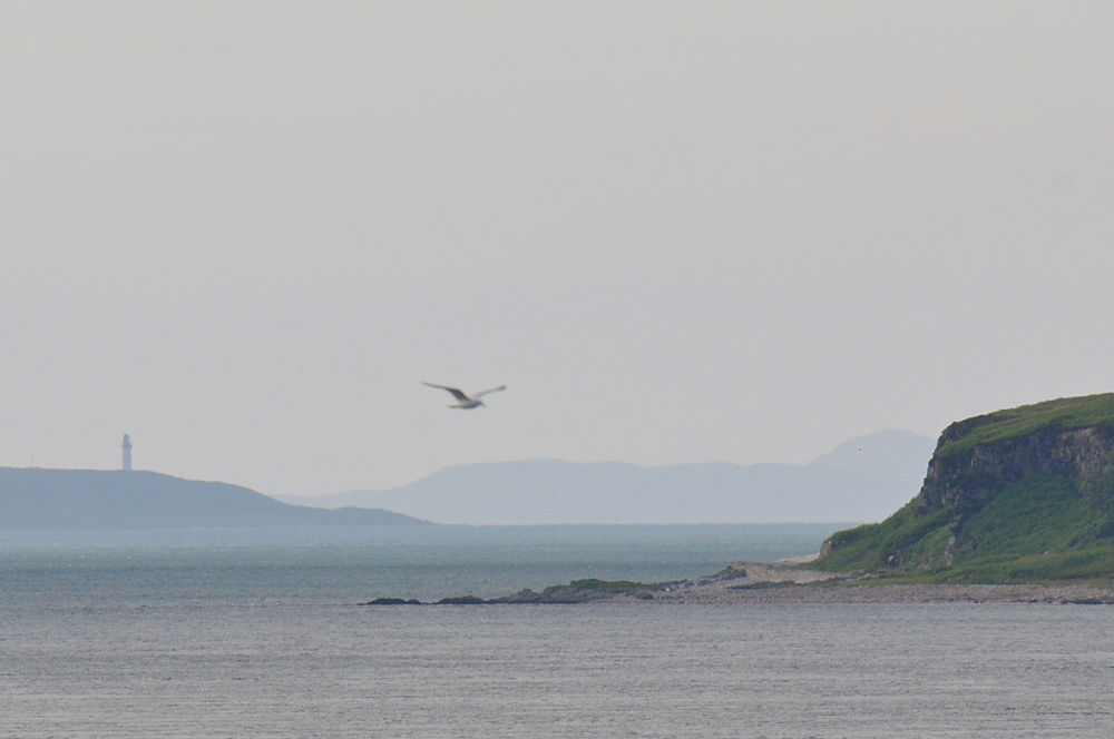 Picture of a view down a sound between two islands, a lighthouse in the distance. A gull flying overhead
