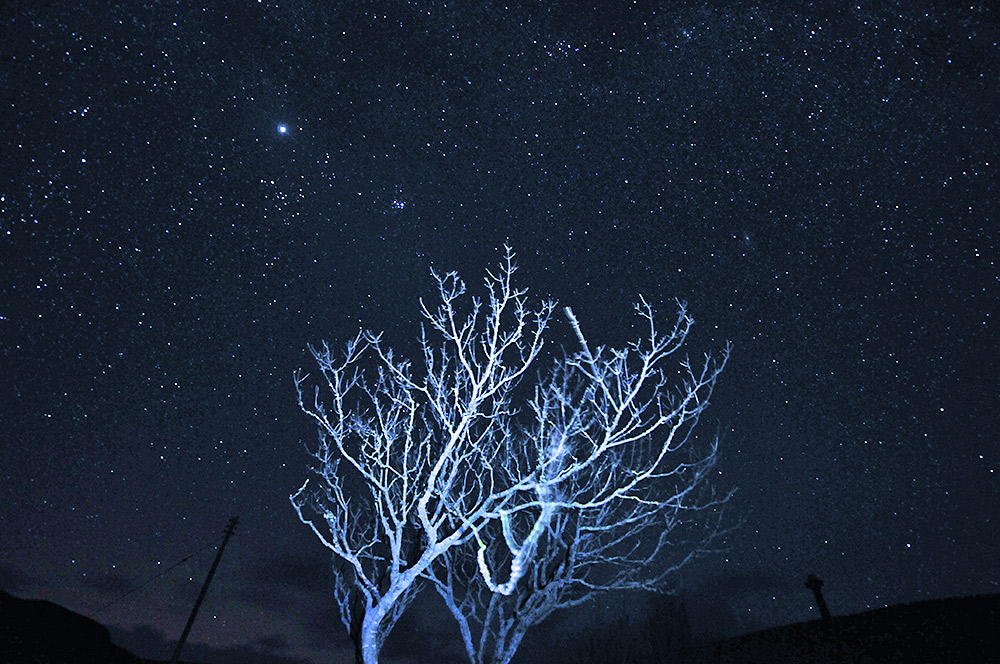 Picture of a night sky full of stars above an illuminated tree