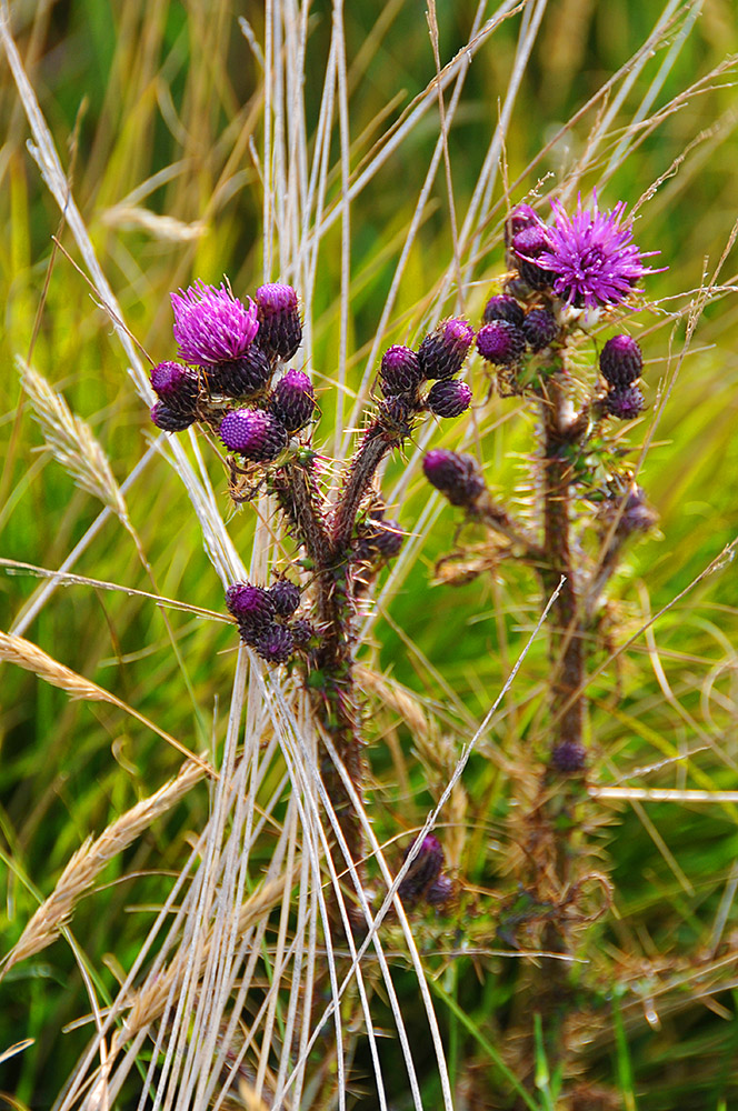 Picture of two Thistles in some high grass