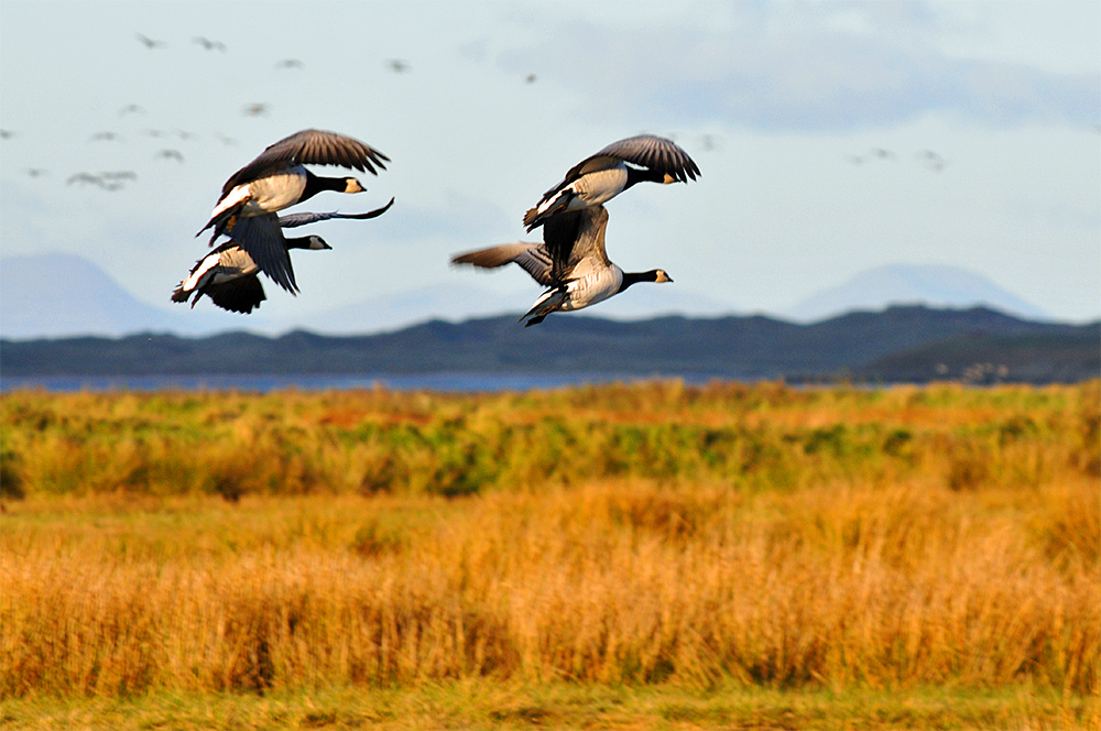 Picture of 4 Barnacle Geese arriving and landing at a nature reserve
