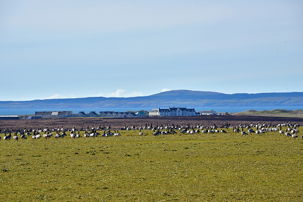 Picture of Barnacle Geese in a field with a country hotel in the background