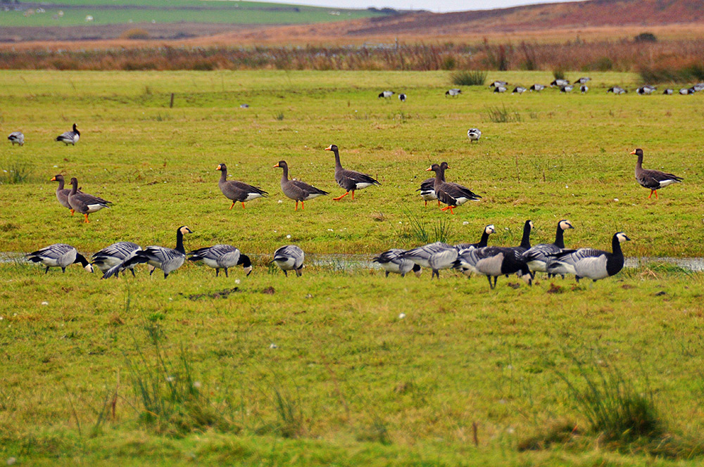 Picture of Barnacle Geese and Greenland White-Fronted Geese in a field
