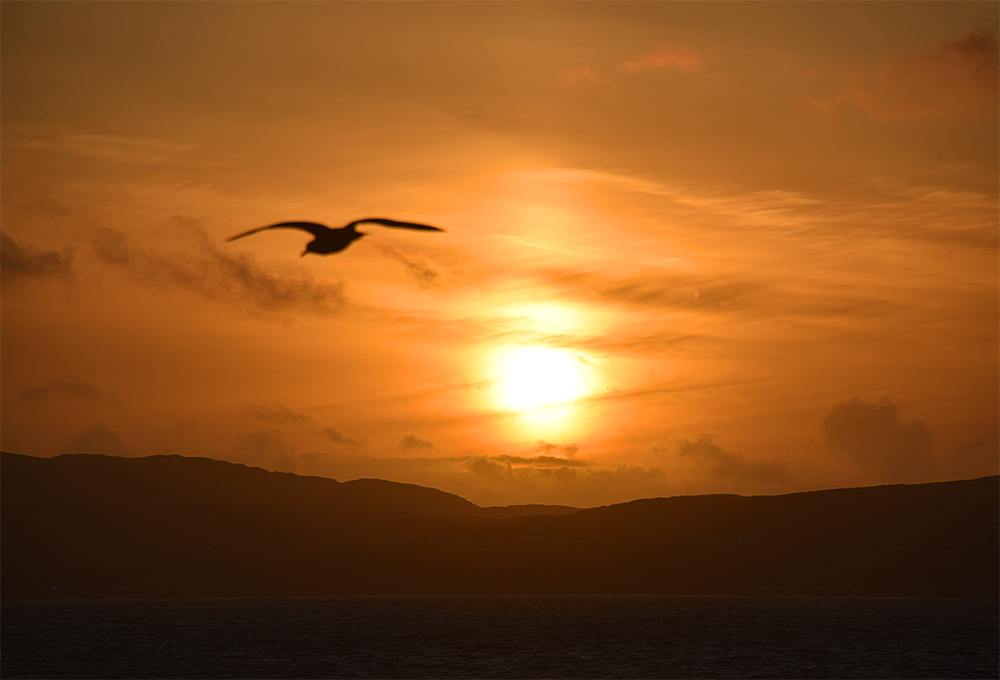 Picture of a colourful sunset seen across a sea loch, the silhouette of a gull visible in the sky