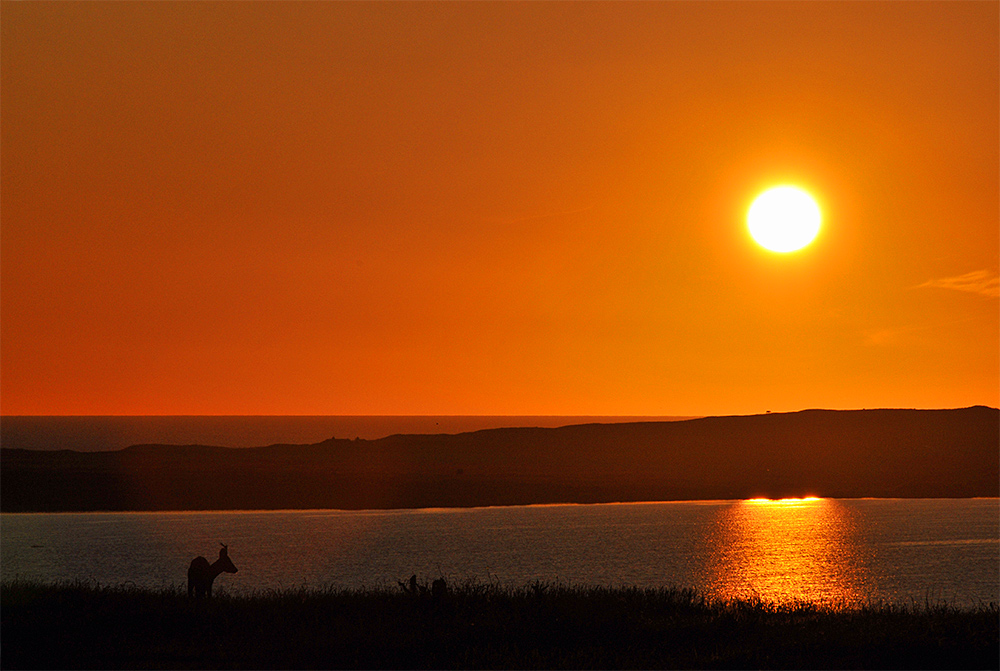 Picture of a deer above a freshwater loch close to the ocean (visible in the distance) at sunset