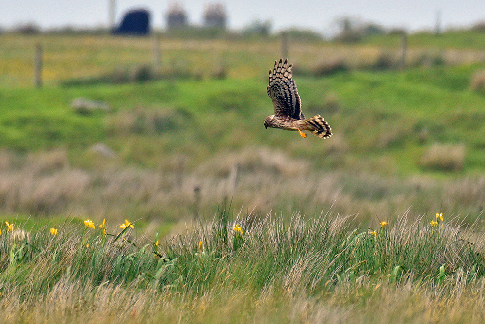 Picture of a female Hen Harrier flying low above some Yellow Flag Iris