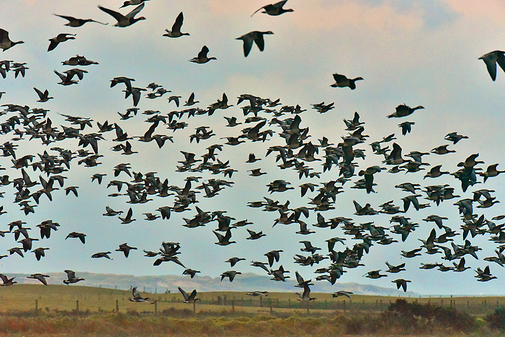 Picture of a large number of Barnacle Geese flying above some fields