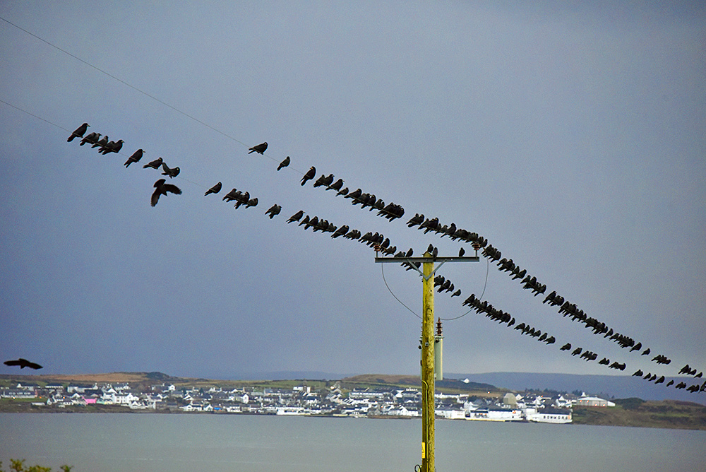 Picture of a good number of Starlings on some phone/power lines opposite a coastal village across a loch